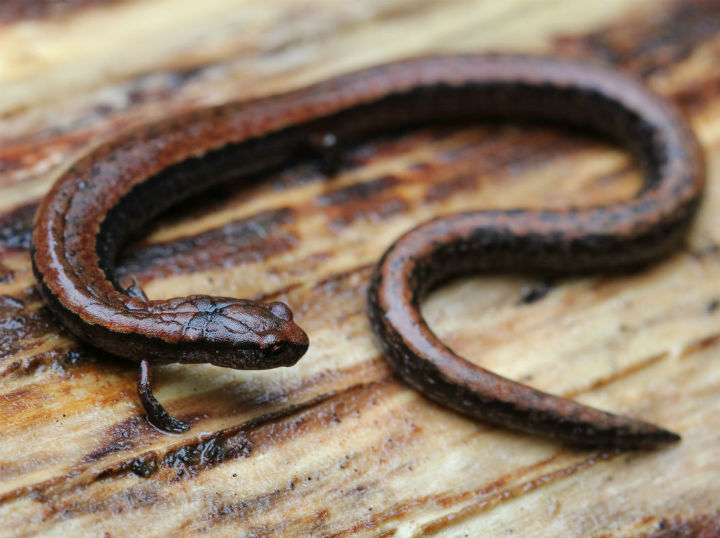 California Slender Salamander